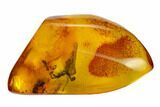 Fossil Ant (Formicidae) In Baltic Amber #150698-1